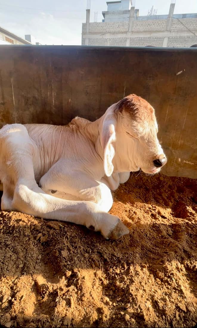 Shera — Sahiwal Calf · 9m · 176 kg