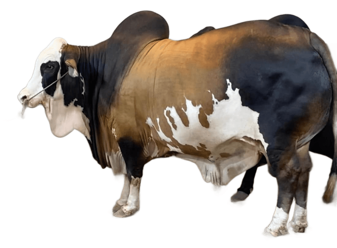 A healthy Babucattle bull